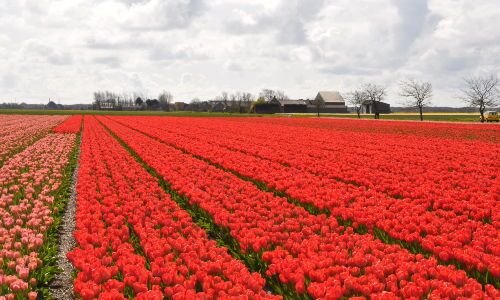 Tulpenfelder bei Callantsoog