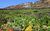 Sitio La Era in Fuencaliente - Um das Haus herum wird Wein angebaut