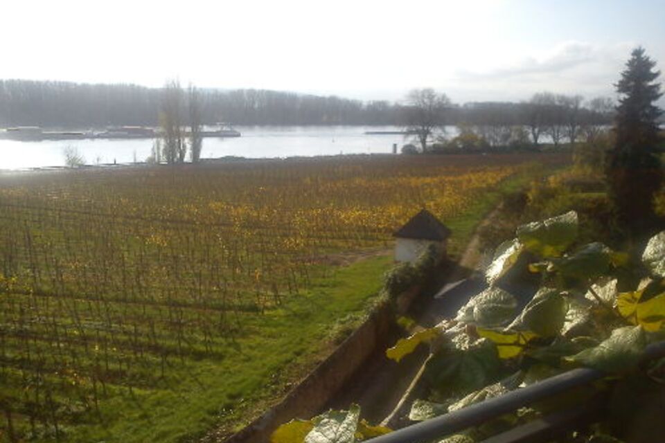 Alte Villa Rheinblick In Oestrich Winkel Hessen