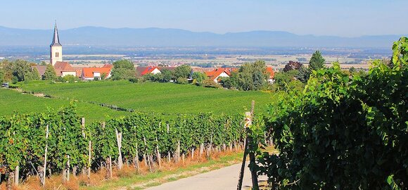 Weinanbaugebiete  Markgrflerland